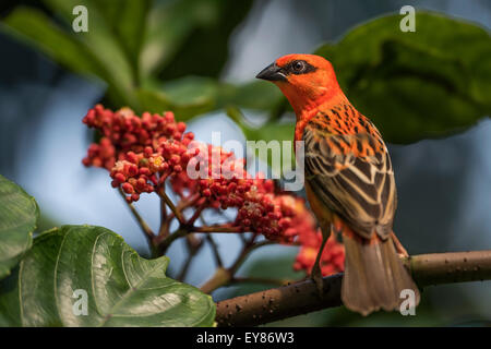 Red Fody (Foudia Madagascariensis), Gefangenschaft, ursprünglich aus Madagaskar Stockfoto