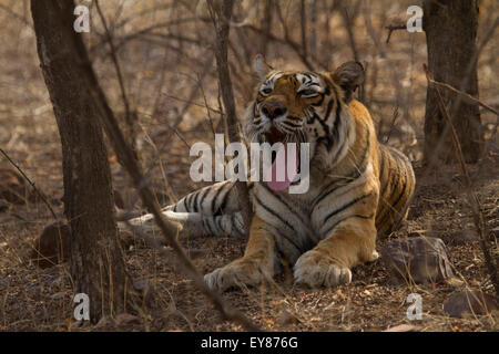 Tiger (Panthera Tigris), dies ist Machli die Tigerin Königin der Ranthambore. Stockfoto