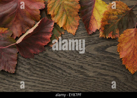 Herbst Weißdorn Blätter direkt von oben Stockfoto