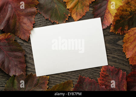 Herbst Weißdorn Blätter direkt von oben Stockfoto