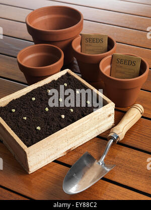 Pflanzensamen Sie in einem Blumenkasten mit organischen Böden Töpfe und ein Garten Kelle Stockfoto