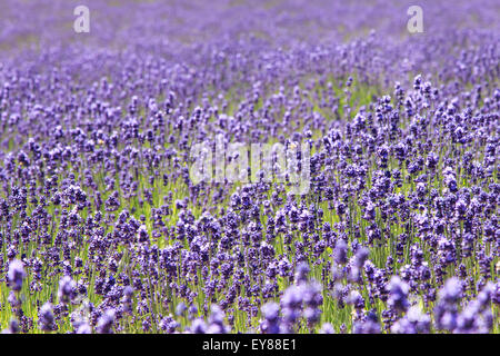 Lavendel-Feld in Furano, Hokkaido Stockfoto