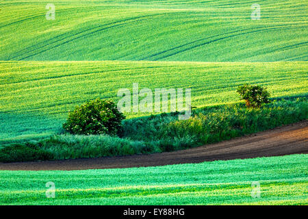 Landschaft der grünen Felder in Südmähren, Tschechien in den frühen Morgenstunden Stockfoto