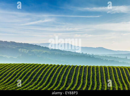 Panorama von Furchen mit Sprossen in hügeligen Äckern von Mähren, Tschechien Stockfoto