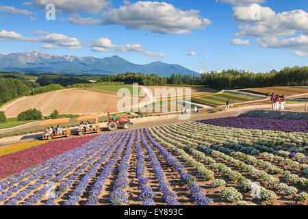 Furano, Japan - Juli 8,2015: Blumengarten in Kamifurano, Hokkaido, mit Blick auf die Berge. Im Hintergrund viele Touristen Stockfoto