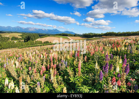 Blumengarten in Kamifurano, mit Blick auf die Berge in Furano, Hokkaido, Japan Stockfoto