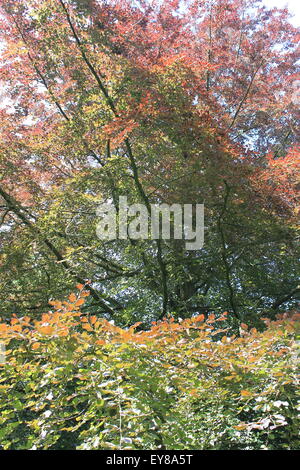 Blutbuche Fagus Sylvatica Stockfoto