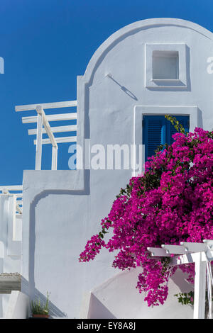 Blumen auf der Terrasse, Santorini, Kykladen Inseln, Bougainvillea Griechenland Europa Stockfoto