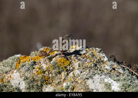 Heckenbraunelle (Prunella Modularis) Erwachsenen thront auf einem Flechten bedeckten Felsen, Lands End, Cornwall, England, UK. Stockfoto