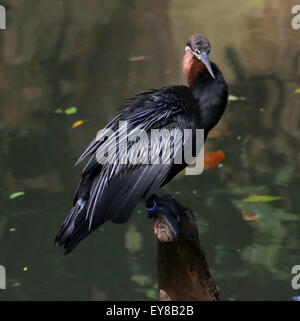 Afrikanische Darter oder Snakebird (Anhinga Rufa) Stockfoto