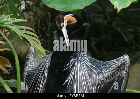 Nahaufnahme eines afrikanischen Darter oder Snakebird (Anhinga Rufa) seine Federn putzen Stockfoto