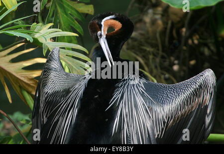 Afrikanische Darter oder Snakebird (Anhinga Rufa) seine Federn putzen Stockfoto