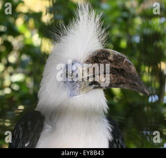 Männliche Southeast Asian weiß gekrönt Hornbill (Berenicornis Comatus) a.k.a.white oder lange crested hornbill Stockfoto