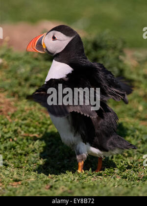 Ein Papageitaucher schüttelt seine Flügel trocknen nach der Landung an der Klippe Top Brutkolonie auf Skokholm Insel Stockfoto