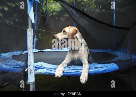 Gelben Labrador Retriever Welpen im Alter von 14 Monate alt hat eine Pause während des Spielens auf dem Familie Trampolin Stockfoto