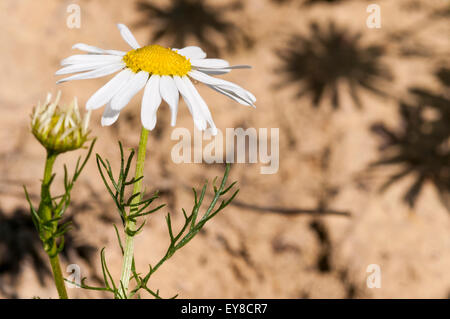 Eine Blume geruchlos Mayweed zeigt auch die Blätter Stockfoto