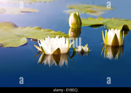 Weiße Lilien blühen im Teich Stockfoto