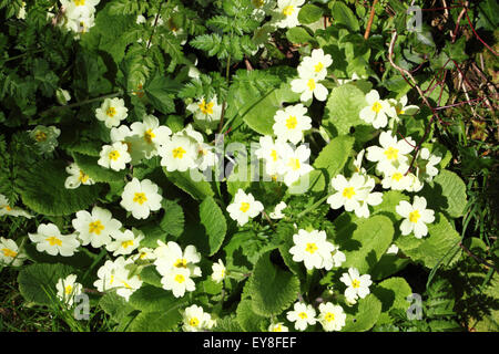 Ein Büschel von wilden Primeln (Primula Vulgaris) in einer Hecke wachsen. Stockfoto