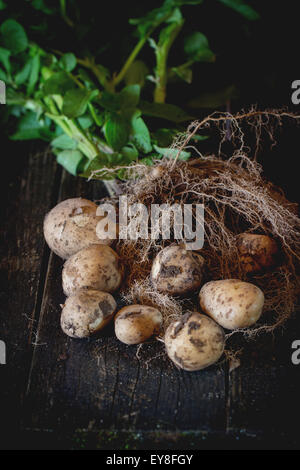 Junge Kartoffeln mit Boden Stockfoto