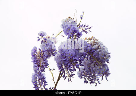 Branche der Glyzinien voller weiße und violette Blumen mit ein paar Regentropfen auf weißem Hintergrund Stockfoto