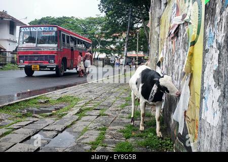 Eine Kuh sieht man Plakate in Fort Kochi, Kerala Essen Stockfoto