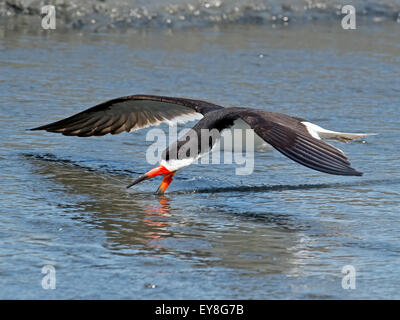 Schwarz-Skimmer Skimming Stockfoto