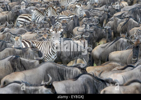 Ebenen Zebra (Equus Burchellii), Blick in die Kamera zwischen Streifengnu (Connochaetus Taurinus) während der Migration, Serengeti Stockfoto
