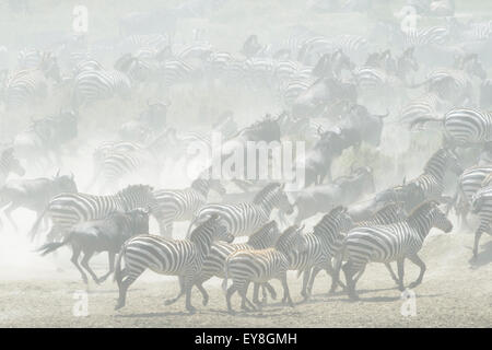 Ebenen Zebra (Equus Burchellii) und Streifengnu (Connochaetus Taurinus) läuft in den Staub, Serengeti Nationalpark, sächlich Stockfoto