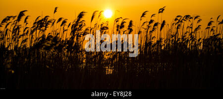 Sonnenuntergang in Rumänien Sonnenuntergang über dem ruhigen Wasser spiegelt goldene Farbtöne und Silhouetten von Bäumen in einer ruhigen Landschaft wider Stockfoto