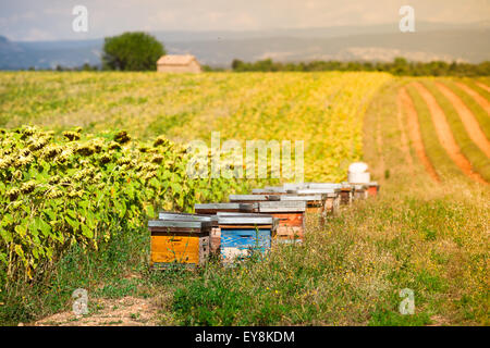 Bienenstöcke auf dem Sonnenblumenfeld in der Provence, Frankreich. Gefilterte Schuss Stockfoto