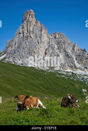 Rinder in Wiese auf der Giau Pass mit Ra Gusela Peak im Hintergrund, in der Nähe von Cortina d ' Ampezzo, Dolomiten, Italien Stockfoto