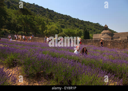 Touristen posieren für Fotos unter den Lavendel in Notre-Dame de Sénanque Abtei Provence Frankreich Stockfoto