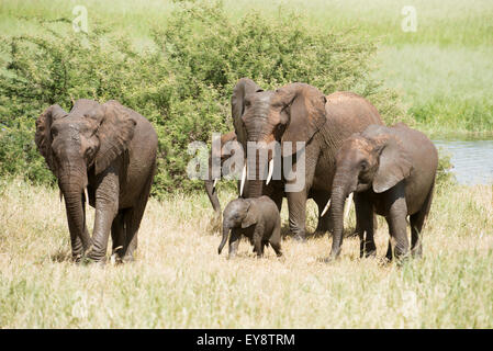 Elefant Familiengruppe mit winzigen Baby bei Silae Sumpf im Tarangire National Park; Tansania Stockfoto