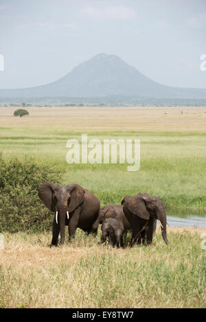 Elefant Familiengruppe in Silale Sumpf, Tarangire-Nationalpark; Tansania Stockfoto