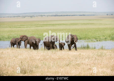 Elefant Familiengruppe in Silale Sumpf, Tarangire-Nationalpark; Tansania Stockfoto