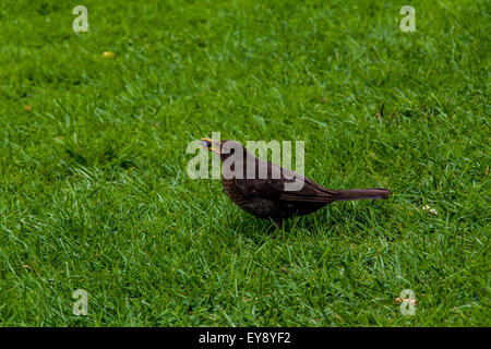 weibliche schwarze Vogel Turdus Merula mit einem blauen Beeren in den Mund Stockfoto