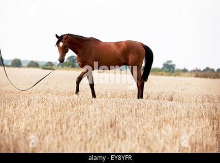 Ein helles arabisches Pferd in der Bucht, das auf einem Stoppelfeld steht Stockfoto