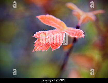 Frost bedeckt Blatt Hintergrundbeleuchtung durch das Licht der aufgehenden Sonne. Stockfoto