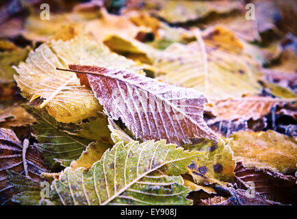 Bunte Herbstblätter mit Abstauben von Frost. Stockfoto
