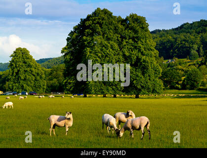 Schafe weiden auf Rasen im Sommer auf Wiesen Cromford in Derbyshire Dales Peak District England UK Stockfoto