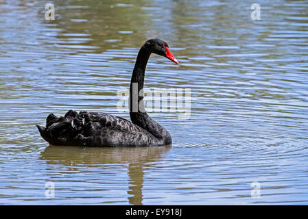 Schwarzer Schwan (Cygnus olor) Schwimmen im See Stockfoto