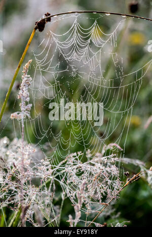 Spinnennetz / gelingt / Spirale Orb Web abgedeckt in Tau Wassertropfen auf Wiese Stockfoto