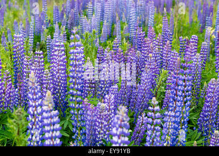 Bereich von Lupinus, allgemein bekannt als Lupin oder lupine Stockfoto