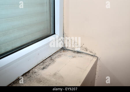 Schimmel, neben und unter neues Fenster in der Ecke der Mauer Beige und an ihr entlang. Stockfoto