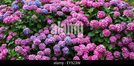 Hydrangea Macrophylla blüht. Panorama Stockfoto