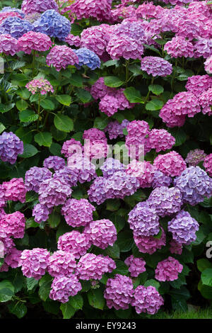 Hydrangea Macrophylla. Mophead Hydrangea blüht Stockfoto