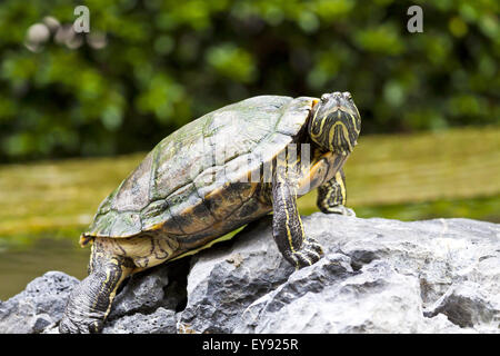 Schildkröte auf Felsen Stockfoto