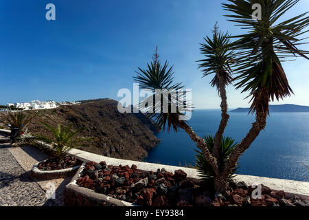 Terrasse, Santorini, Yucca Pflanze Kykladen Inseln, Griechenland, Europa Stockfoto