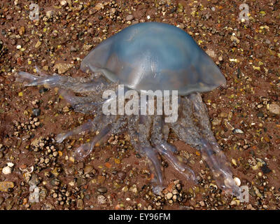 Fass Quallen, Rhizostoma Pulmo angespült auf den Strand, Shaldon, Devon, UK Stockfoto