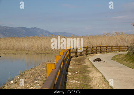 Nutrias in den See-Hula - Israel Natur und Wildlife Park Stockfoto